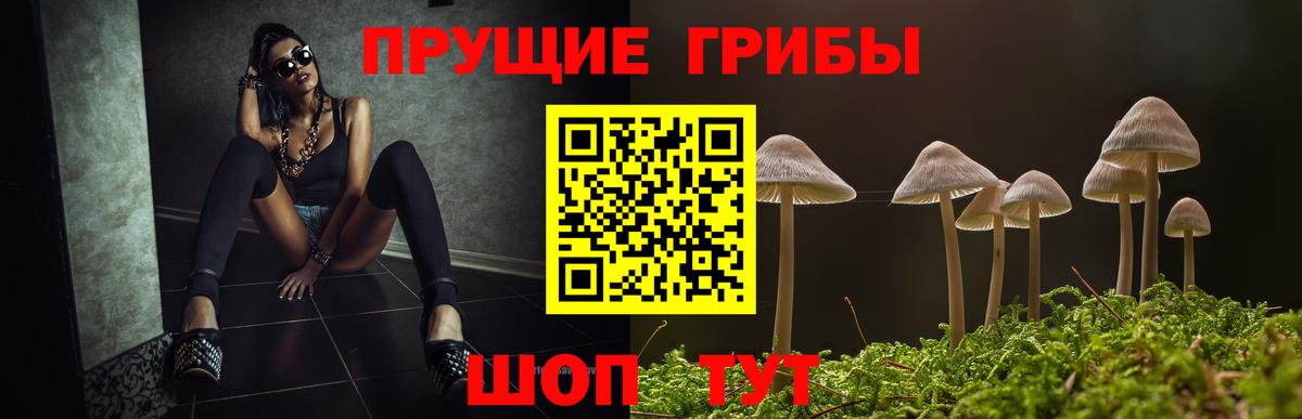 Владимир  Галлюциногенные грибы GOLDEN TEACHER  Вход с VPN 